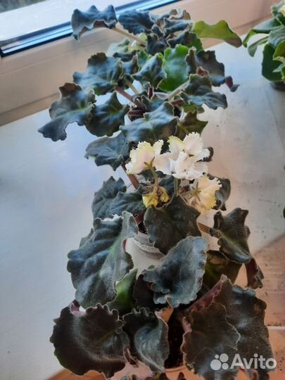 Сортовые фиалки