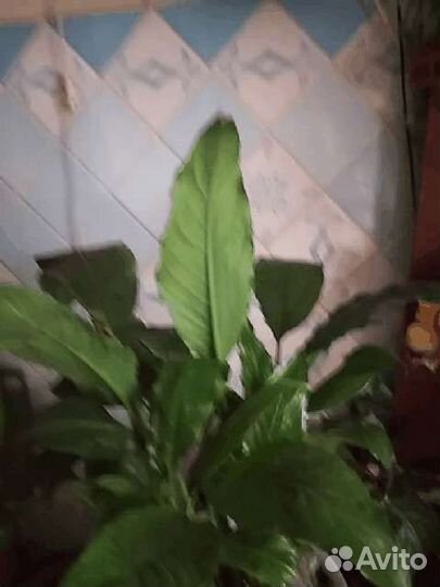 Спатифиллум