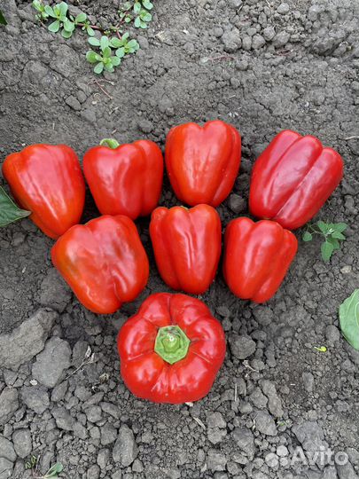 Сладкий Перец