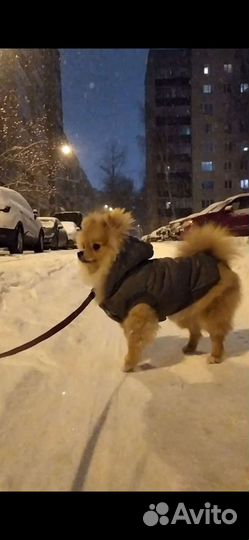 Одежда для маленьких собак, жилетка