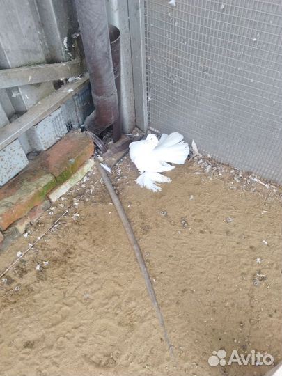 Голуби. Статные