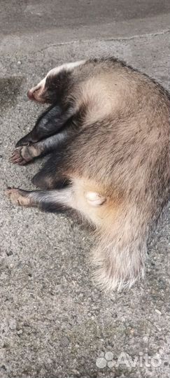 Барсучий жир от охотника