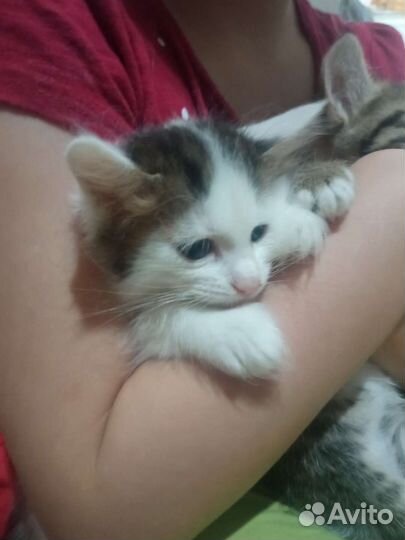 Котятки в добрые ручки