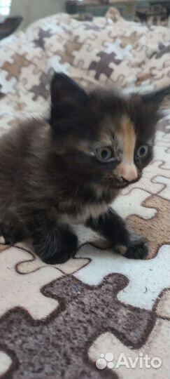 Котята в добрые руки бесплатно