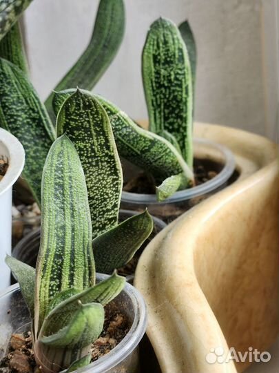 Суккуленты гастерия