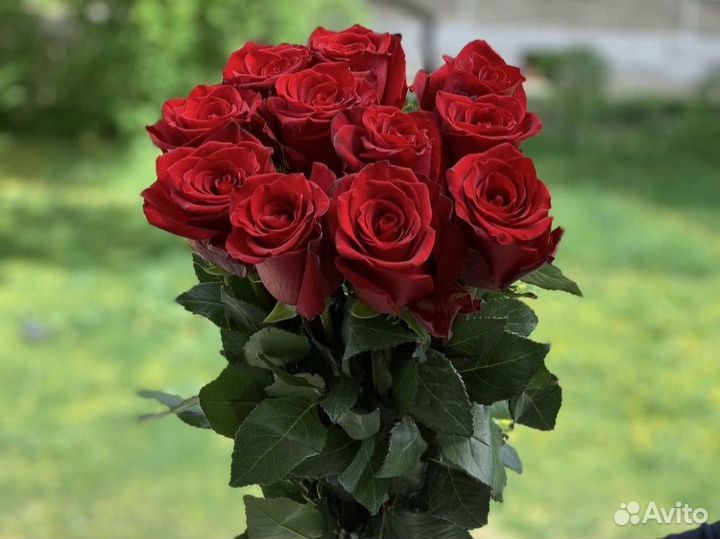 Букет из 11 красных роз
