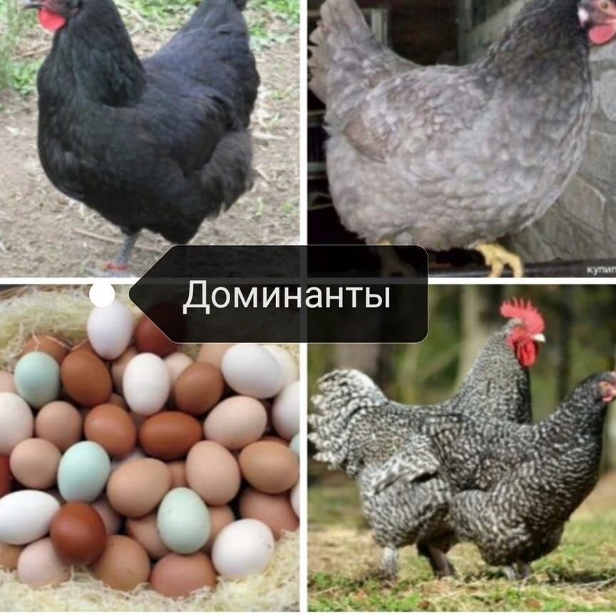 Куры несушки