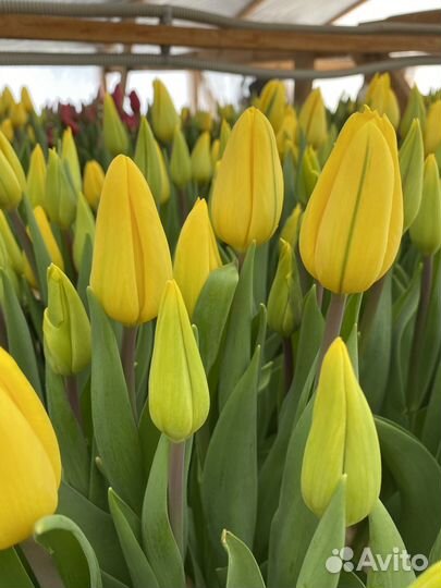 Луковицы тюльпанов