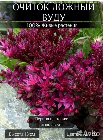 Комнатные цветы отростки