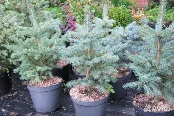 Саженцы хвойных деревьев