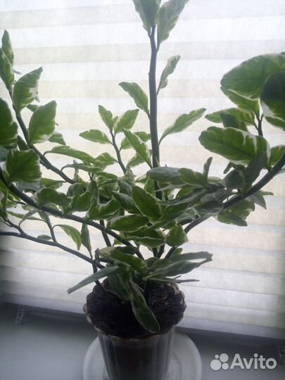 Комнатные цветы