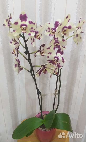 Орхидея фаленопсис