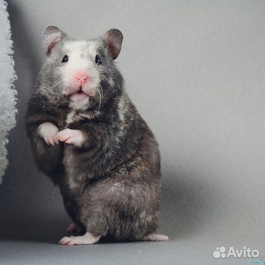 Сирийские хомячки из питомника