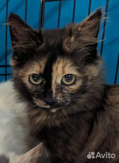 Кошка в дар