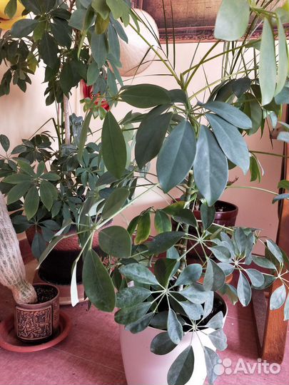 Комнатные цветы