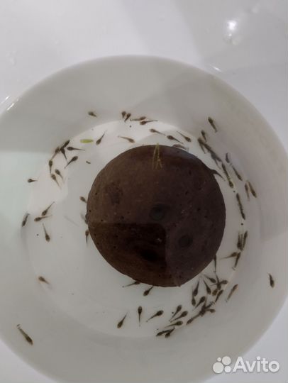 Сомики анциструсы мальки