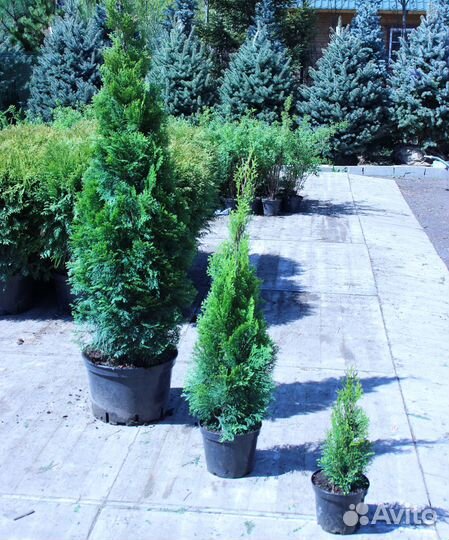 Туя смарагд