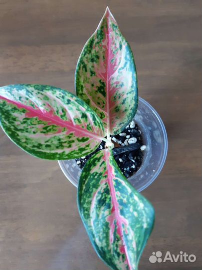 Аглаонемы сортовые