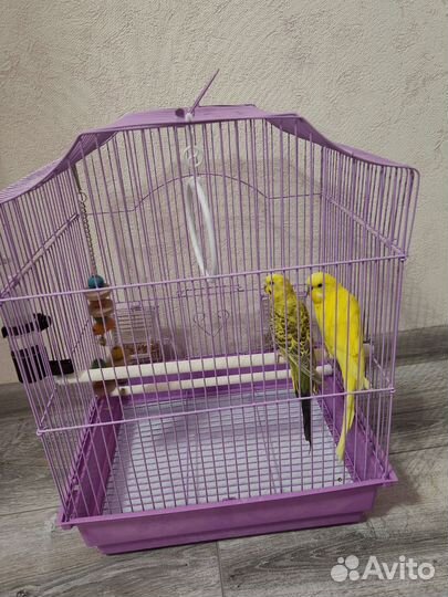 Клетка с волнистыми попугаями