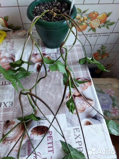 Сингониум, взрослое растение