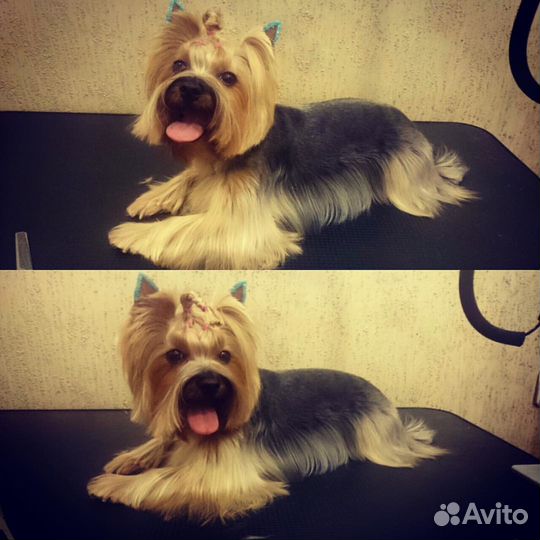 Стрижка собак бесплатно