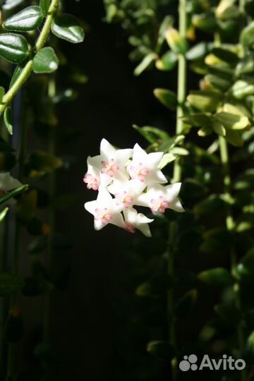 Черенки Хойя Weebella и Хойя Кагаенсис