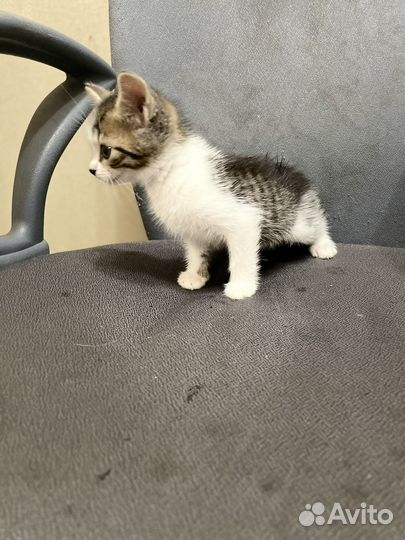 Котенок девочка в добрые руки