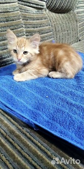 Котята подарок к 1 сентября