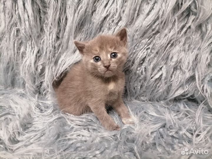 Котята