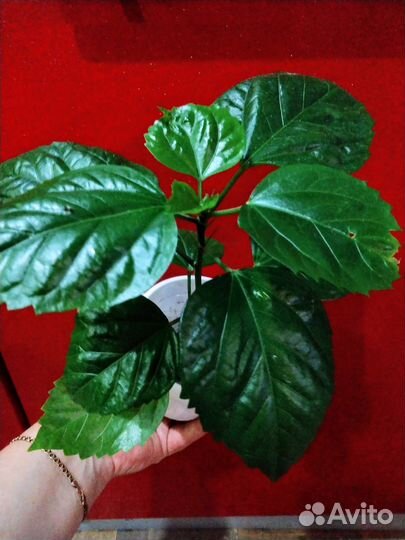 Гибискус, роза, возможна доставка