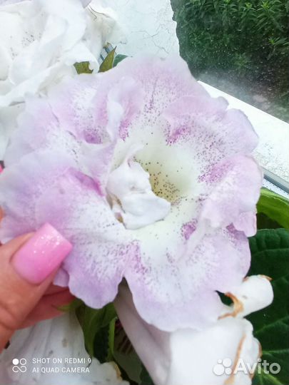 Глоксиния махровая