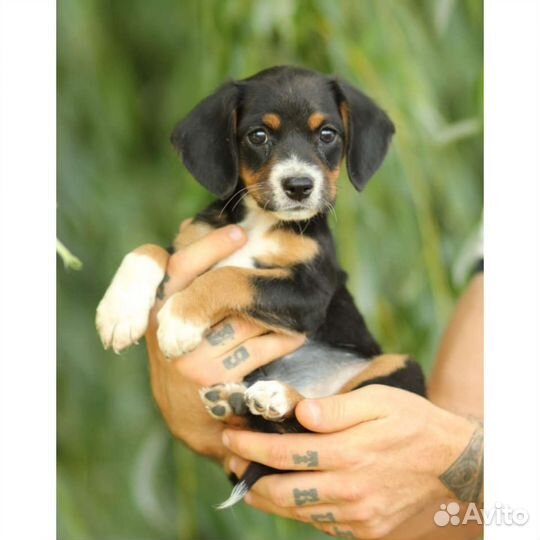 Щенок от небольшой собаки отдам