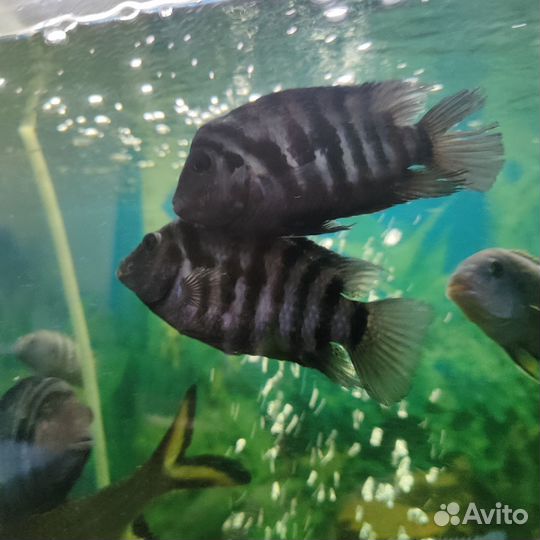 Аквариумные рыбы цихлиды