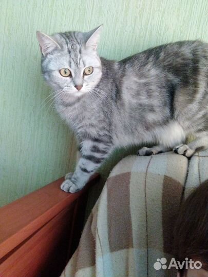 Кот мраморного окраса кастрированный