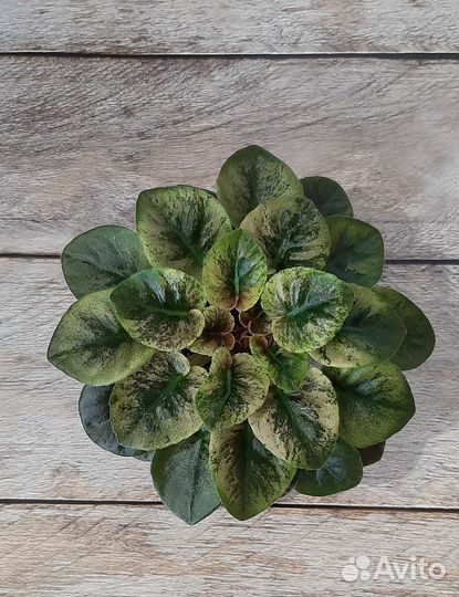 Фиалка мини и полумини