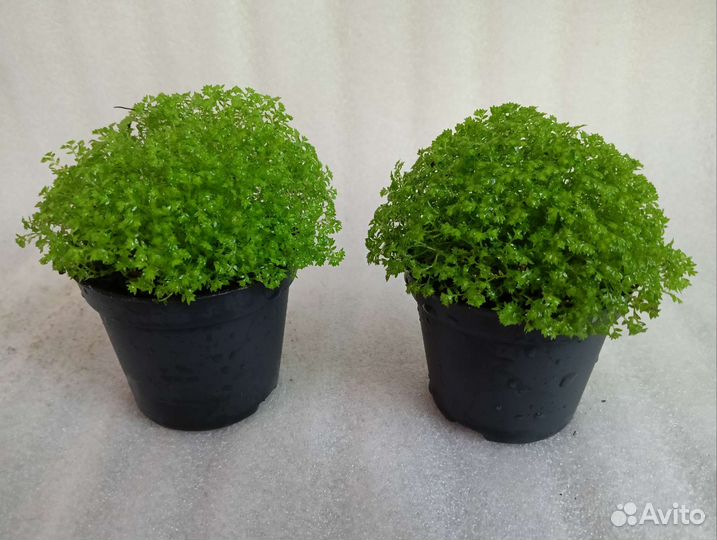 Селагинелла Джори