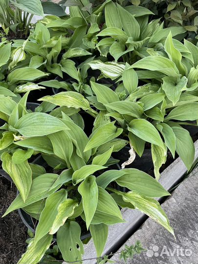 Растения для сада