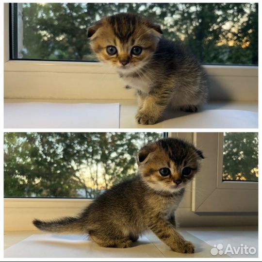 Шотландские котята