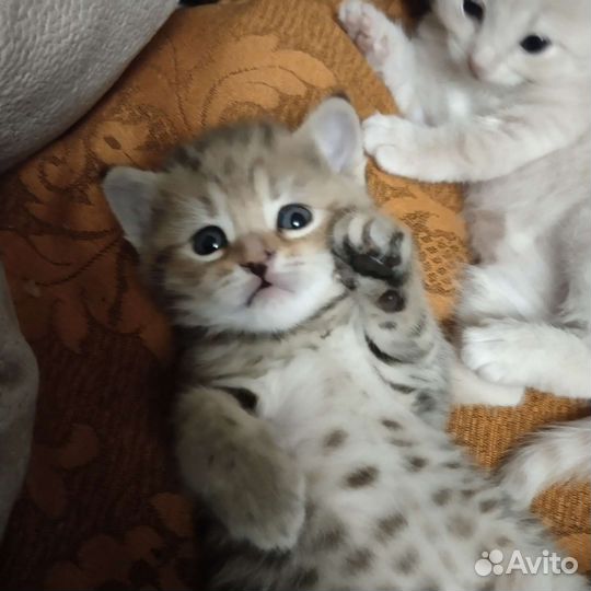 Котята