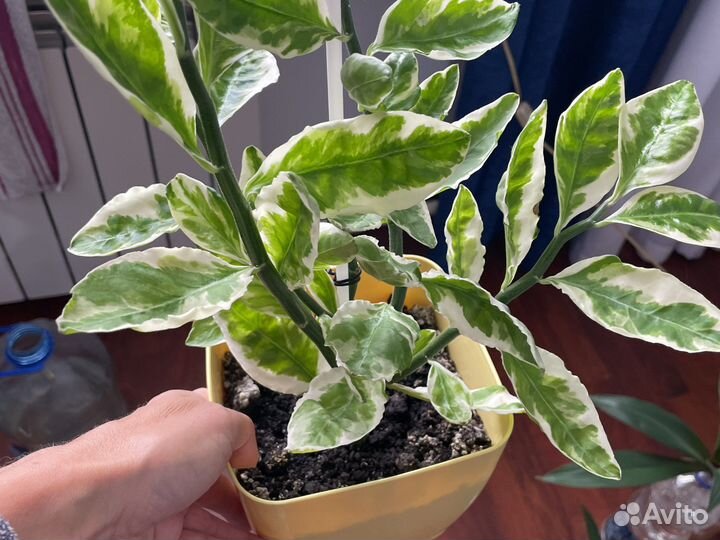 Домашние цветы и отростки