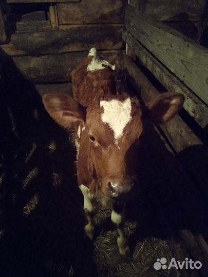 Телёнок (тёлочка)