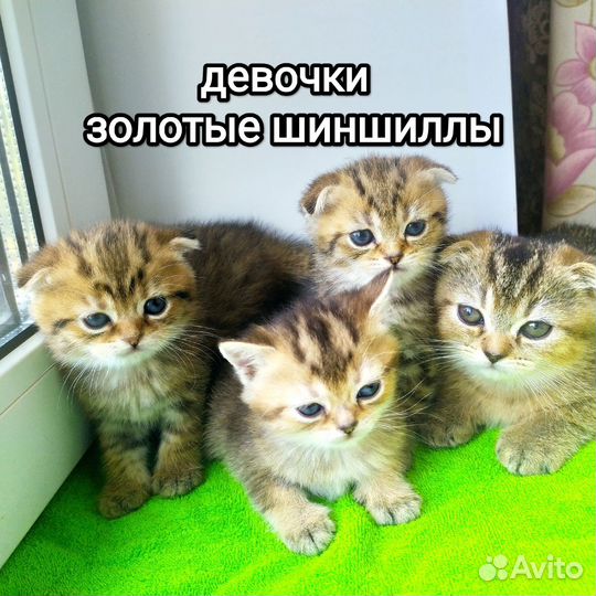 Золотая шиншилла