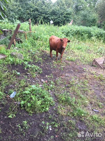 Продается телка