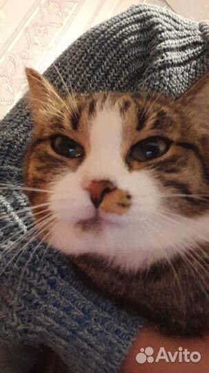 Отдам кошек