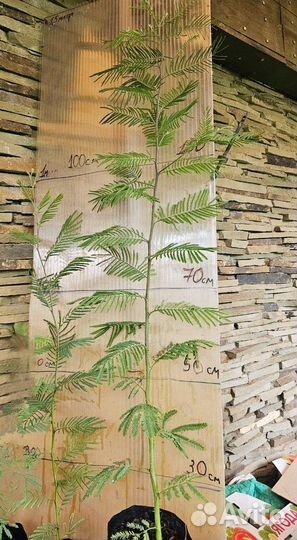 Саженцы Мимоза акация серебристая зкс