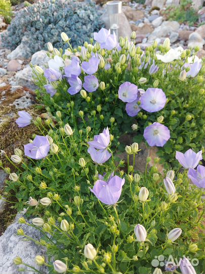 Растения для альпийской горки