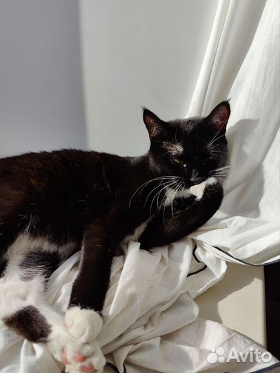 Кошка Нэнси