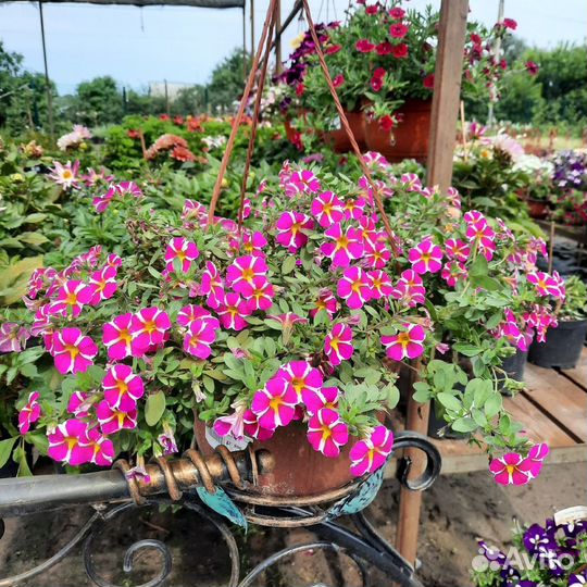 Цветы, рассада