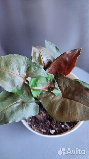 Сингониум Maria Allusion