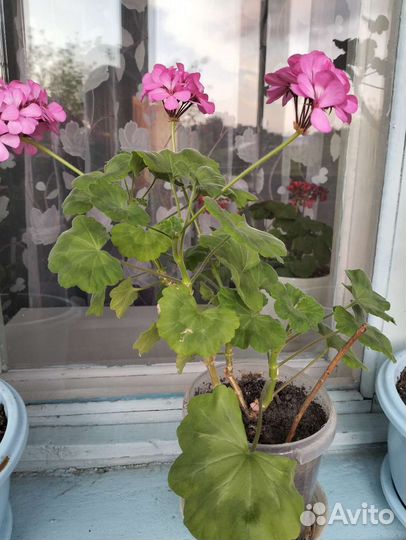 Герань пеларгония